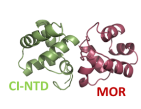 CI-NTD-MOR crystal structure as elucidated in Rasmussen et al. PNAS 117 (34) 20576-20585 (2020) 